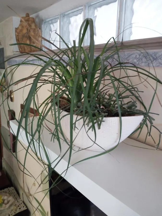 Villetta Orchidea Rimini 0*,